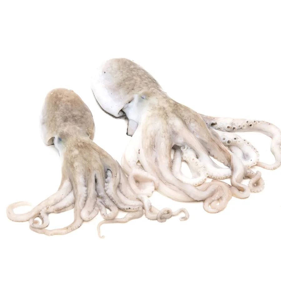 Pulpo Blanco Cabezón